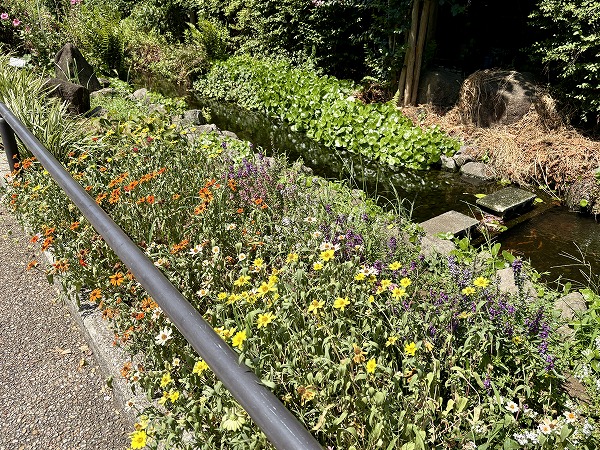 緑道の草花