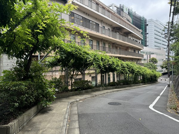 マンションへ向かう途中にある藤の並木