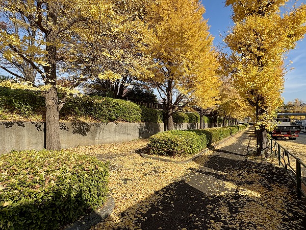 周辺の銀杏並木
