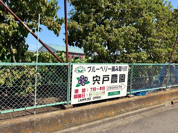 ブルーベリー農園