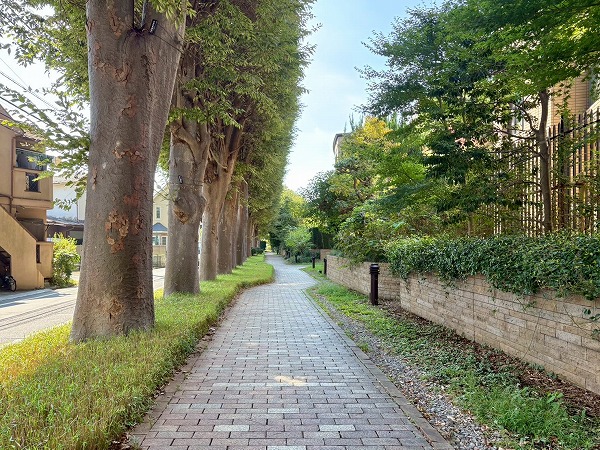 緑豊かな道