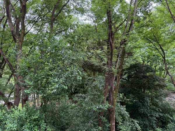 六義園サマリヤマンション_バルコニーから見る六義園の写真