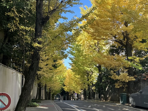 マンション前のイチョウ並木