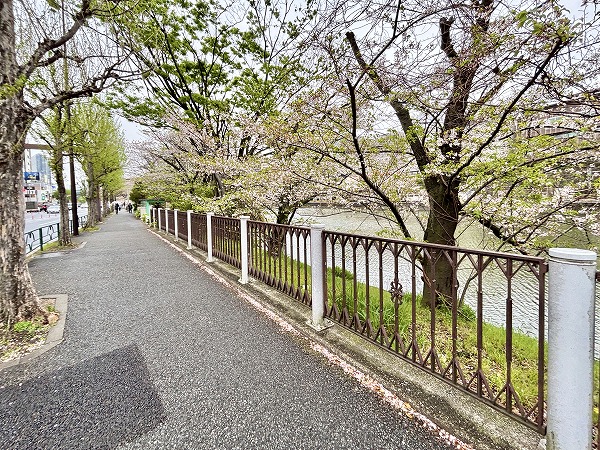 桜並木
