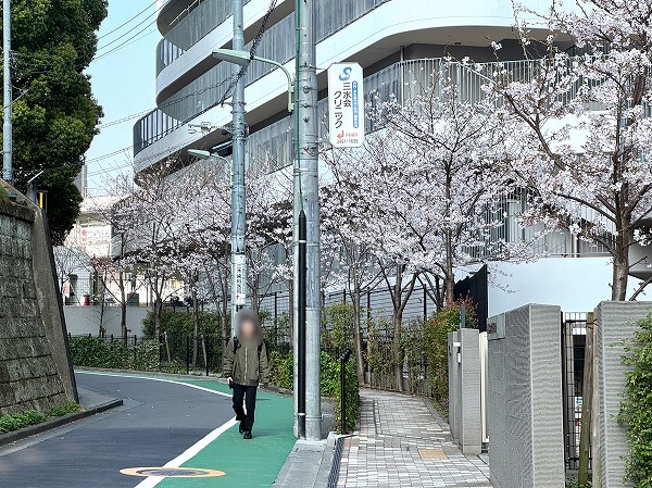 マンション近くの桜並木