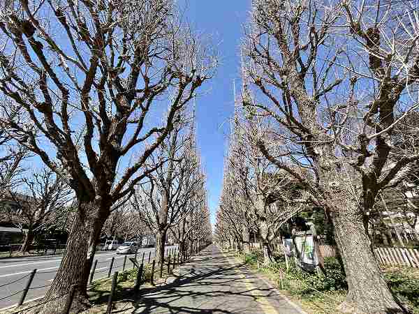 明治神宮外苑いちょう並木