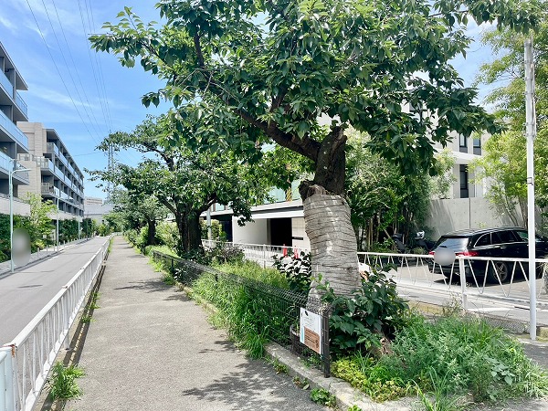 呑川緑道 (緑が丘)