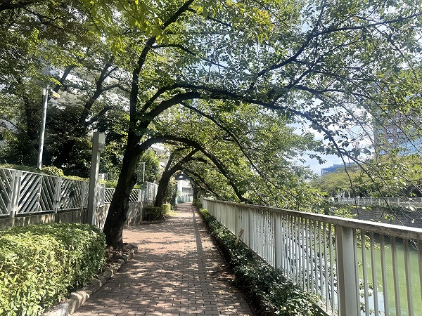 マンション近くの桜並木